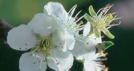 Flor de ameixa