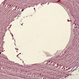 Smooth muscle and endothelial cells from a pigeon aorta Smooth muscle and endothelial cells from a pigeon aorta