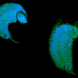 Larva de vespa em desenvolvimento como parasita em pupas de drosófila