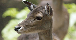 Red deer