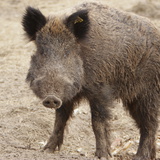 Jabalí