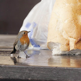 Pisco-de-peito-ruivo