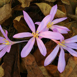 Crocus