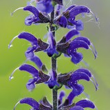 Salvia pratensis