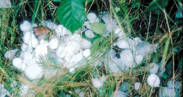 Depois de uma chuva de granizo