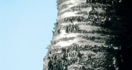 Casca de uma árvore de cereja