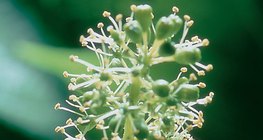 Flores de uma uva