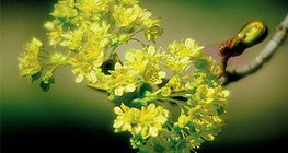 Flores e frutos de um bordo de Noruega