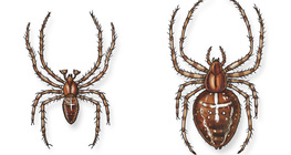 Aranha de jardim europeia (masculina e feminina)