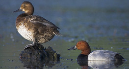 Common pochards (male and female)
