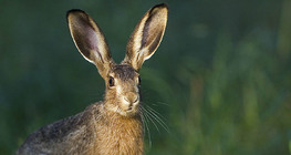 European hare