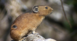 Pika
