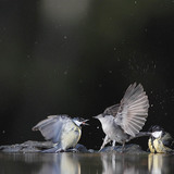 Chapim-real e toutinegra