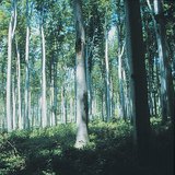 Bosque caducifolio