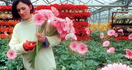 Estufa aquecida com uma fonte térmica