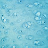 Tecido cartilaginoso