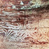 Árvore mastigada por escaravelho