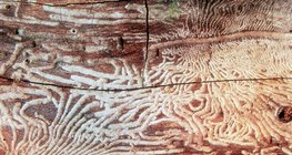 Árvore mastigada por besouro