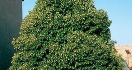 Bordo de Noruega florescendo