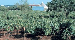 Viñedo en tierra roja