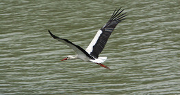 Stork