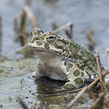 Sapo-verde-europeu