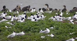 Gaviotas reidoras y cormoranes