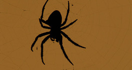 European garden spider