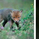 Fox pups. Fox
