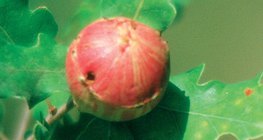 Maçã de carvalho ou falo de carvalho