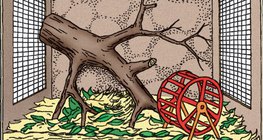 Elementos de un terrario