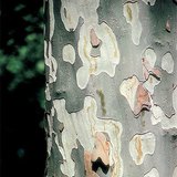 The bark of a London plane