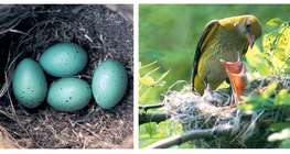 Ninho de pássaro com ovos. Um oriole dourado alimentando seus filhotes.