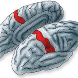 O lugar no córtex cerebral onde as informações dos receptores da pele são processadas