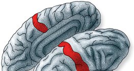 The place in the cerebral cortex where information from skin receptors are processed