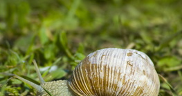 Roman snail