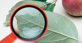 Observación de la hoja del manzano