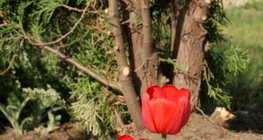 Tulipas