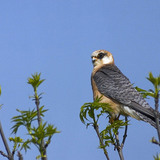 Red-footed falcon