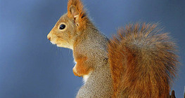 Squirrel
