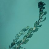 Seaweed