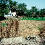 Terreno de agricultura en Egipto