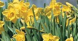Narcissus pseudonarcissus