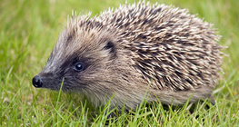 Hedgehog