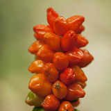 Arum berries