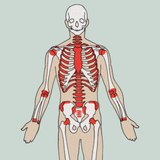 Lugares de formación de las células sanguíneas