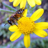 Bee with a flower