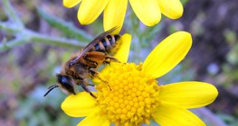 Abelha sobre uma flor