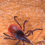 Common tick
