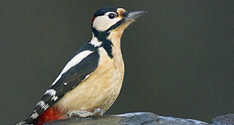 Woodpecker